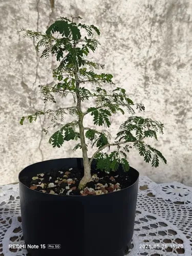 Pré Bonsai Pithecolobium Tortum 