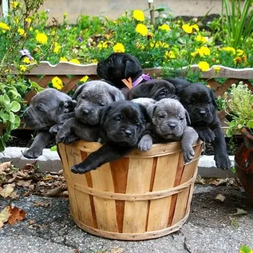 Cane Corso Machos e Femeas 