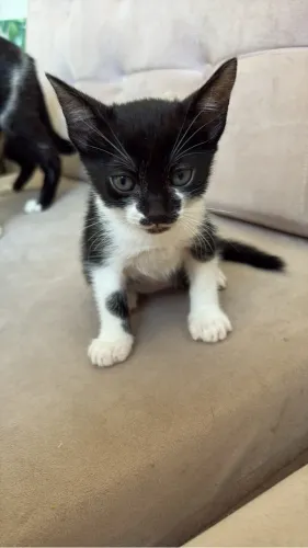 Doação filhote gato