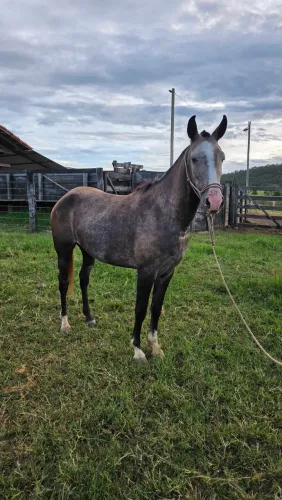 Potra Mangalarga Marchador