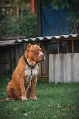 American bully - DOAÇÃO