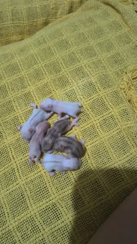 HAMSTER ANÃO RUSSO 