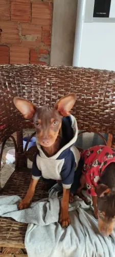 Machinho chotan, olhos verdes, com todas as vacinas importadas .