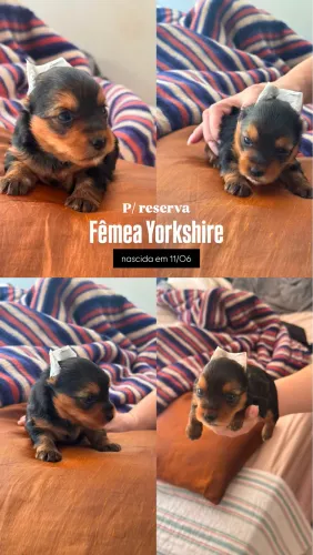 Linda filhote fêmea de Yorkshire disponível!