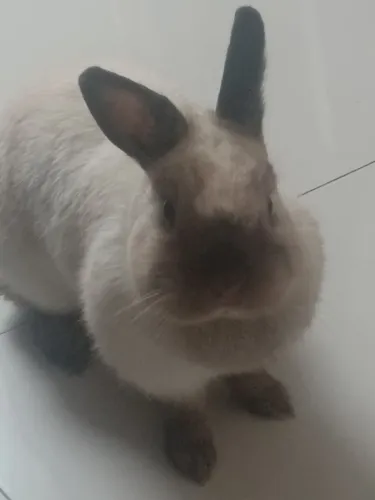Mini coelho