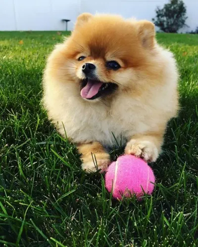 Lulu da Pomerania Afeto que se mantém verdadeiro