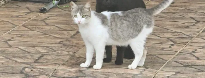 Gato pra doação *meu WhatsApp