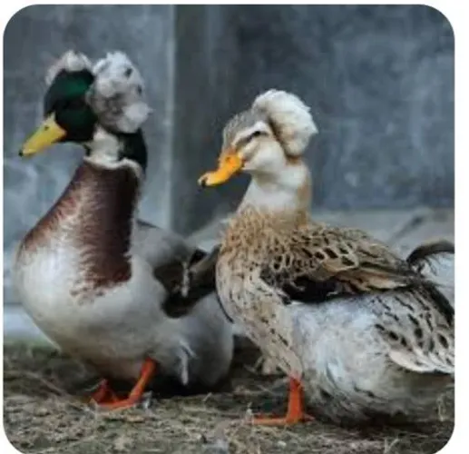 VENDO OVOS FERTEIS DE MARRECO POMPOM POR APENAS 50 REAIS ( 10 OVOS )