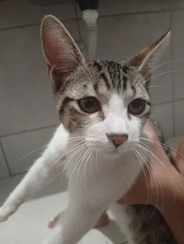 Gato doação responsável 