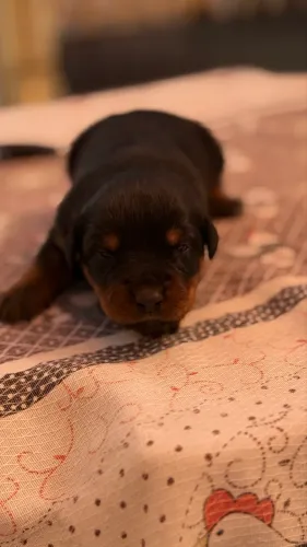 Filhote de rottweiler..