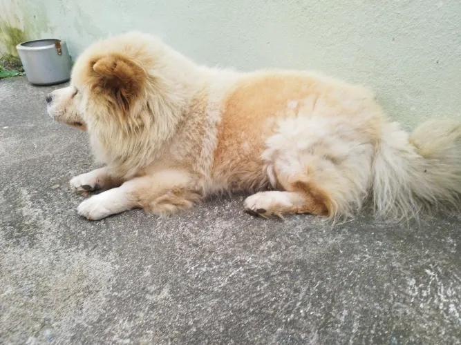 ChowChow Macho Aprox 7 anos