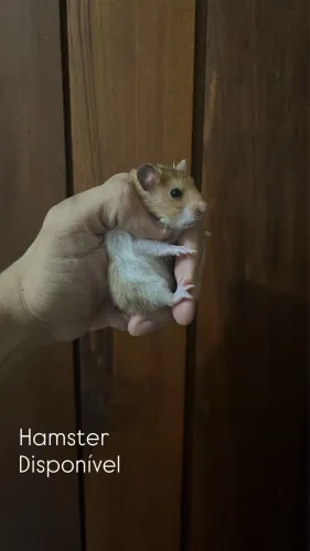 Hamster a venda