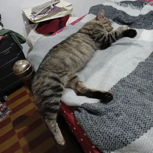 Gata com 5 meses castrada para adoção responsável.