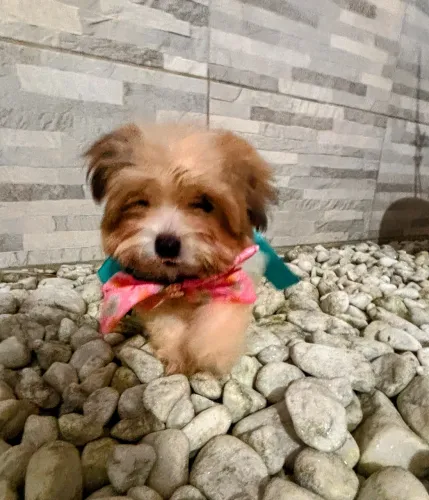 DOIS LINDOS FILHOTES DE LHASA APSO COM 2 DOSES DE VACINA IMPORTADA ( CADA)