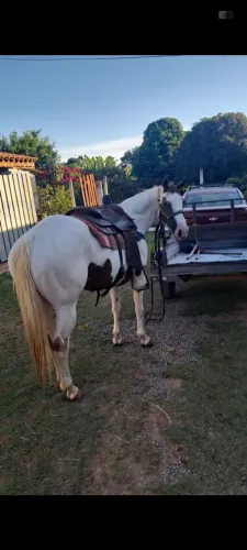 Égua pente horse 