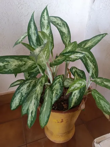 Folhagem glaonema decoração.