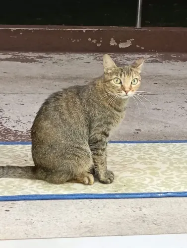 Doa-se gatinha abandonada