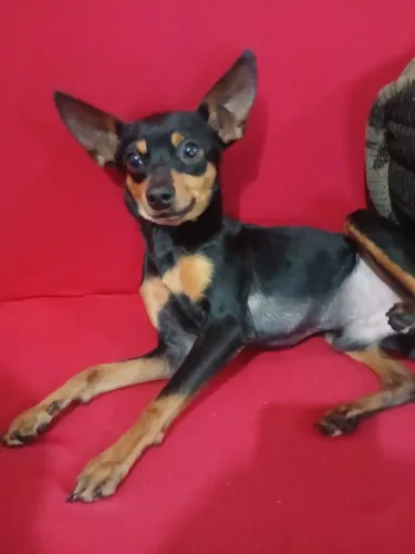 Cachorro pincher tamanho medio