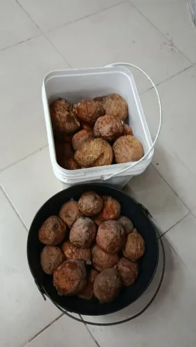 Genipapo 