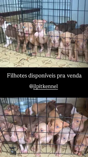 Pitmoster
