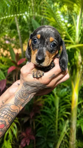 Lindos filhotes de Basset dachshund
