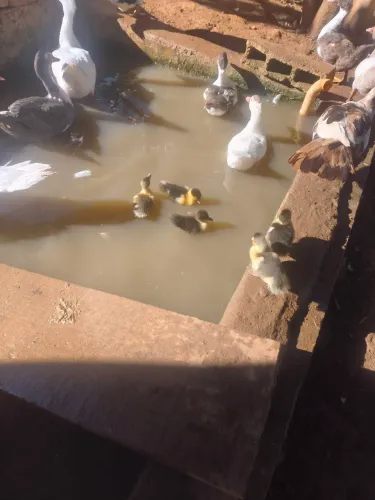 Vendo patinhos.