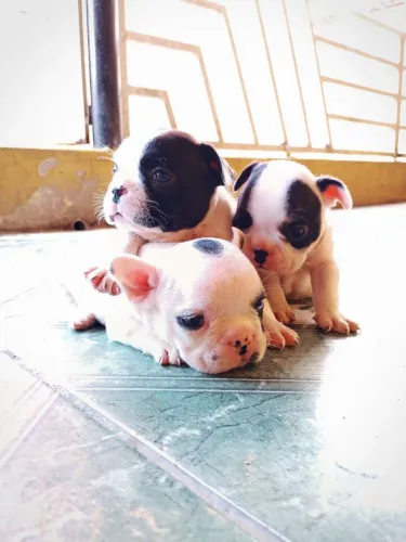 Buldogue francês micro