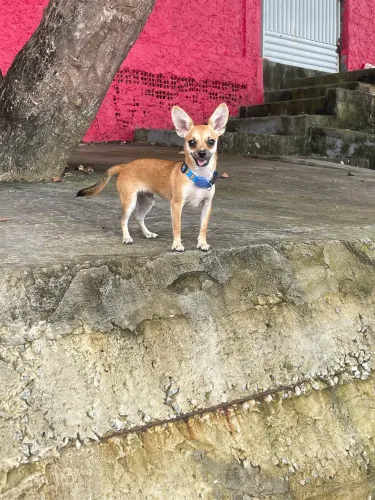 Procuro namoradinha