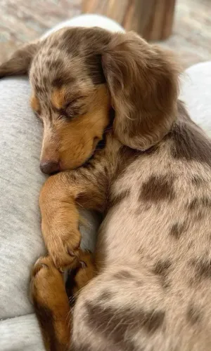 cachorro