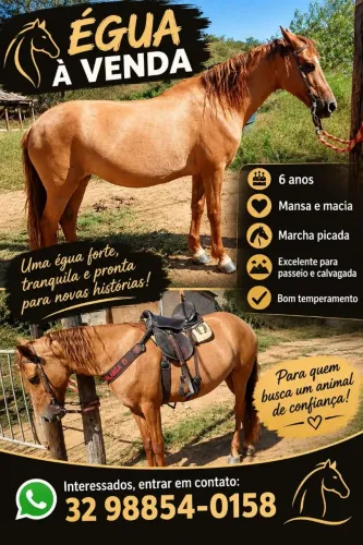 Égua mangalarga marchador