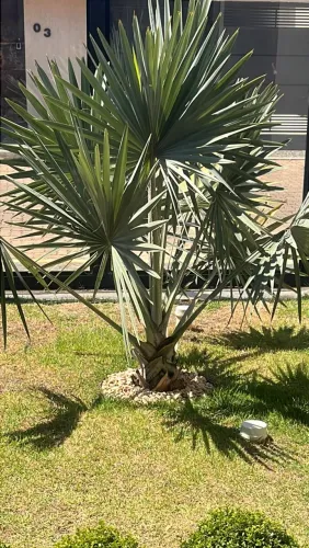 Palmeira de Leque
