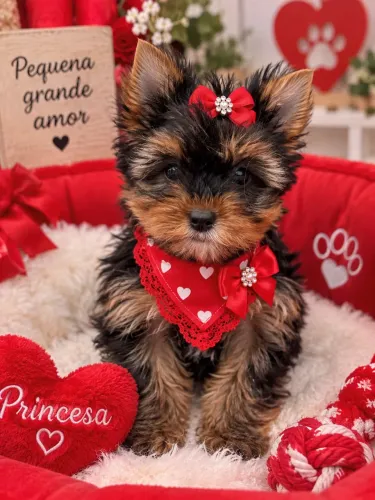 Filhote perfeita de yorkshire micro fêmea!