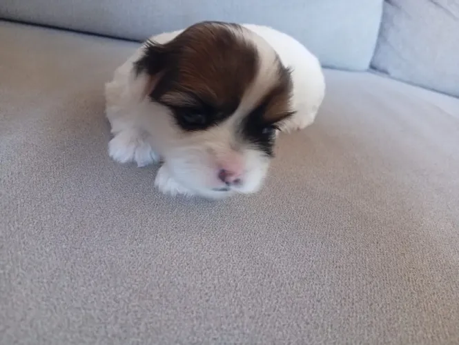 Filhote de Lhaza Apso