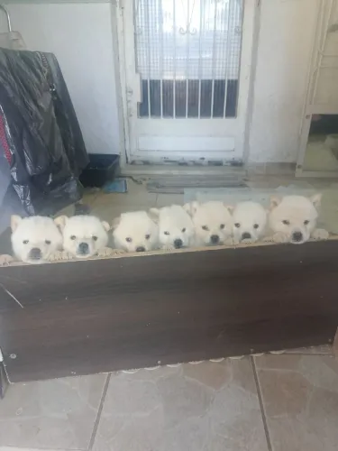 Filhotes de Chow chow 1 mês já primeira dose vermefuga