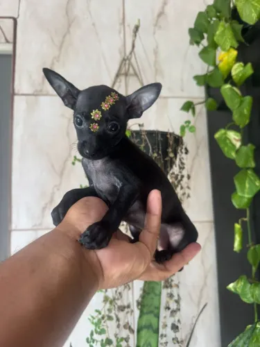 Pinscher fêmea 