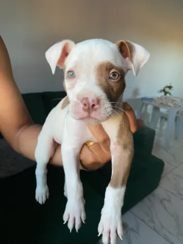 Filhote de Pitbull 