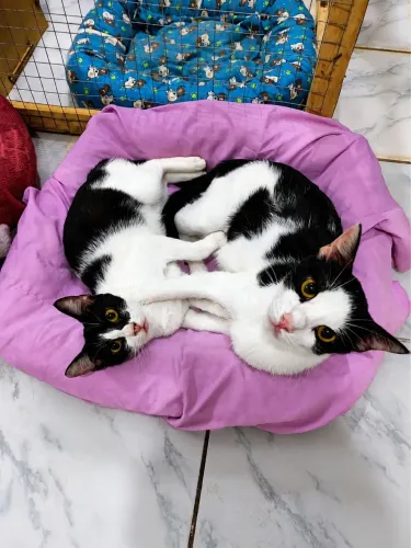 Gatos super carinhosos castrados e vacinados macho e fêmea para adoção 
