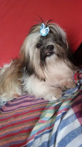 Vendo filhote Shitzu 2 macho e 1 fêmea 