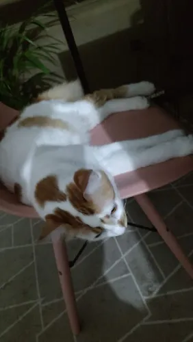 Gato adulto