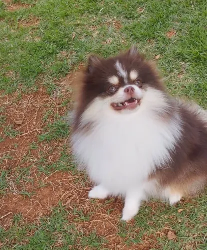 Lulu da Pomerania