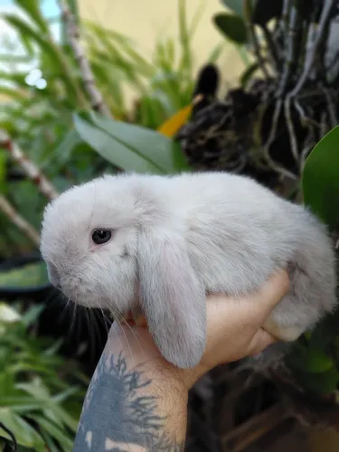 Mini lop 