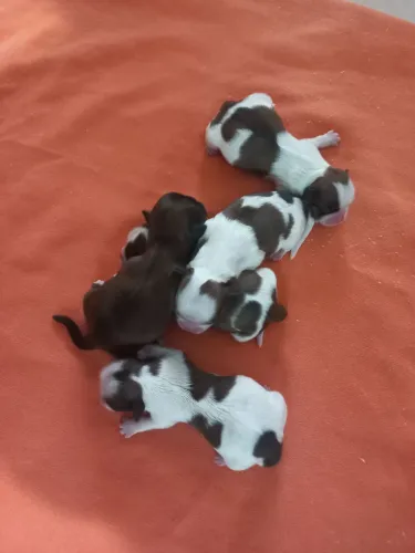 Disponível pra reserva Shih-tzu.