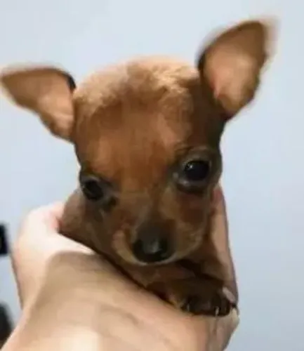 Pinscher Fêmea e macho miniatura com pedigree