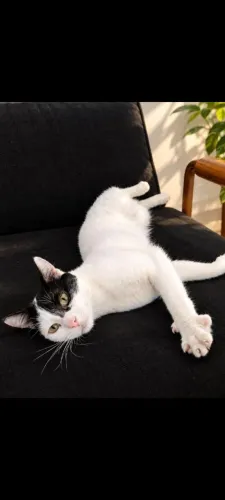 Doação gata femia docil