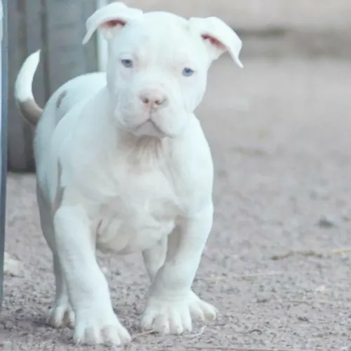Filhote de Pitbull Branco
