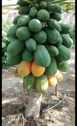 Frutíferas Enxertadas frutos saborosos no alcance das sua mãos.