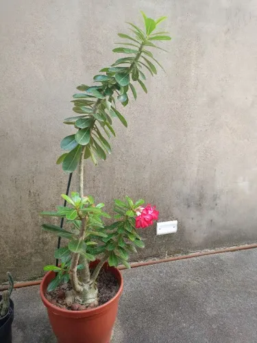 Rosa do deserto Belíssima com vaso