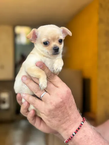 Chihuahua macho creme pititico a pronta entrega 