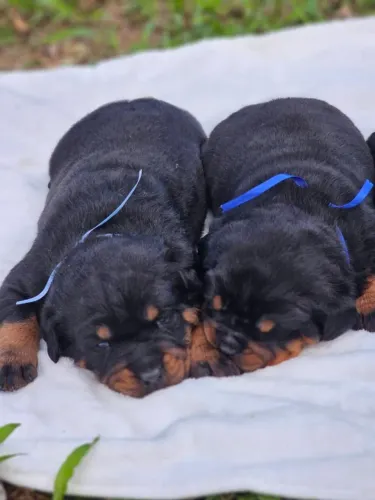 Lindos Machos De Rottweiler 
