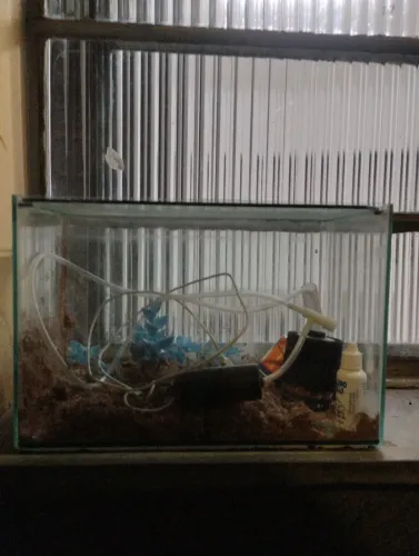 Aquário para peixes 